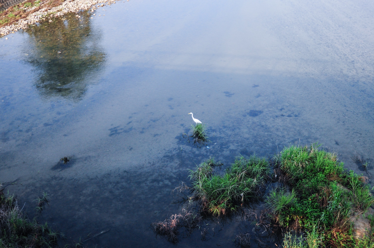 重信川の白い鳥
